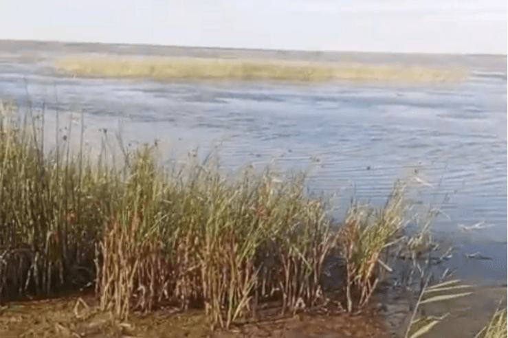 Замор на озере Жаман - Массовую гибель водоплавающей птицы расследуют в Костанайской области