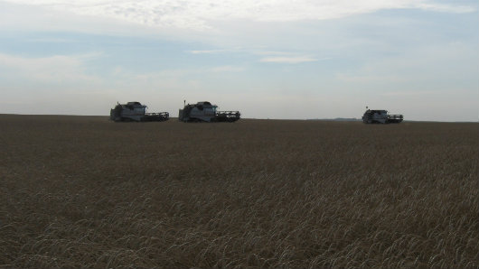В Казахстане качество зерна нового урожая выше прошлогоднего
