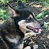 Проект Ищу дом: Так и зовем его - Деда...