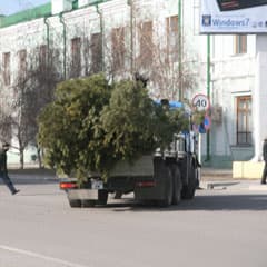 Деревья выслали за город