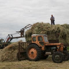 Такое сено сам бы ел