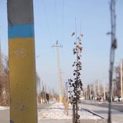 Зачем сажают под электролинией?