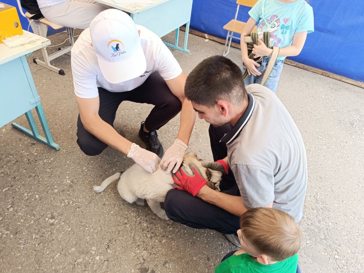 «Зеленый коридор» в Костанае: где и как вакцинировали и чипировали собак и кошек