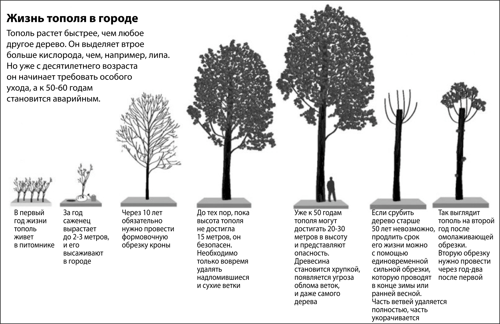 Сколько растет 1 дерево