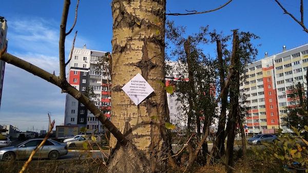 Главный подрядчик по уходу за зелеными насаждениями Ростова ответит рублем за ги